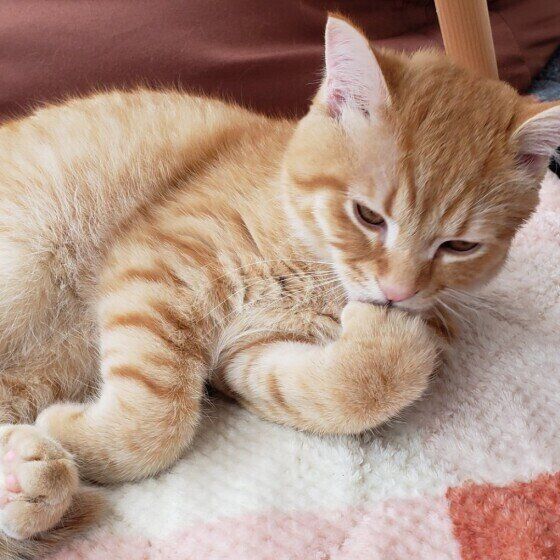 ポーズがかわいいマンチカン