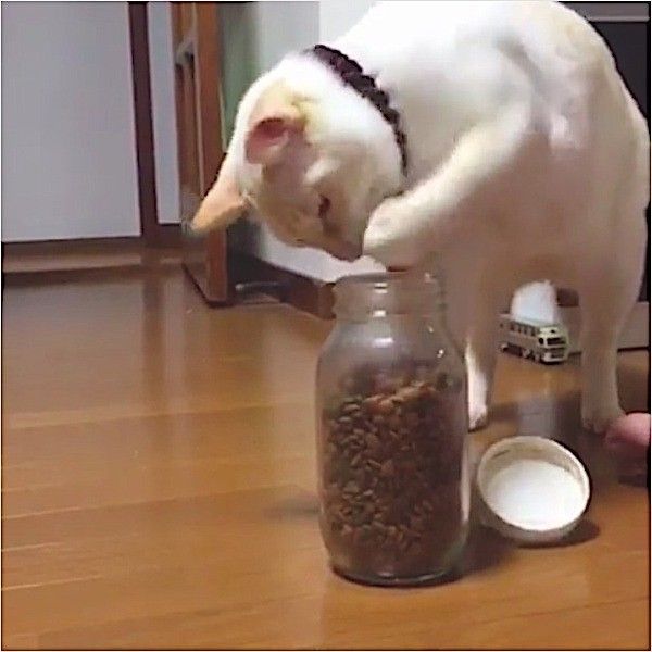 自力でごはんをゲットするニャンコ
