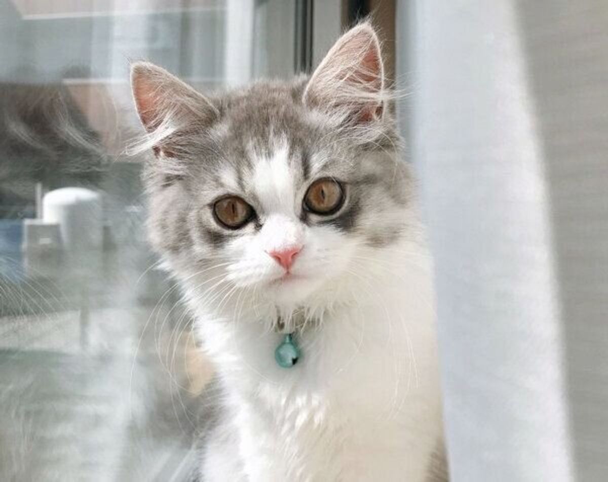 寝起きでぼんやりの猫 飼い主に ごはん と言われて見せた超絶可愛い反応 ねこのきもちweb Magazine 寝起きでぼんやりの猫 飼い主に ごはん と言われて見せた超絶可愛い反応 ねこのきもちweb Magazine