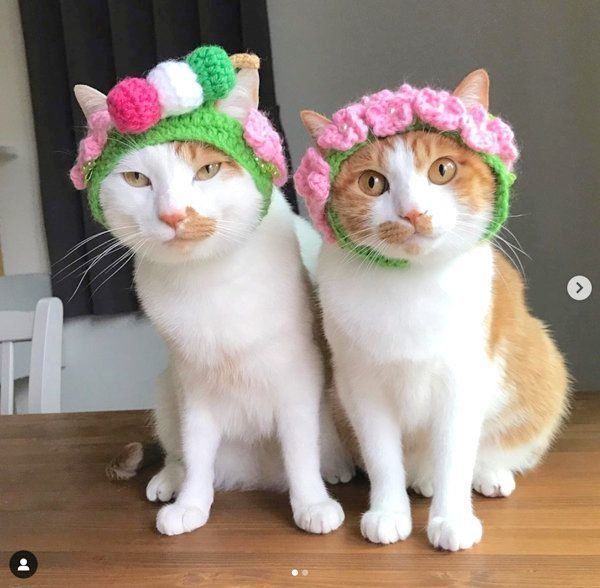 猫のいちごちゃんとタルトちゃん