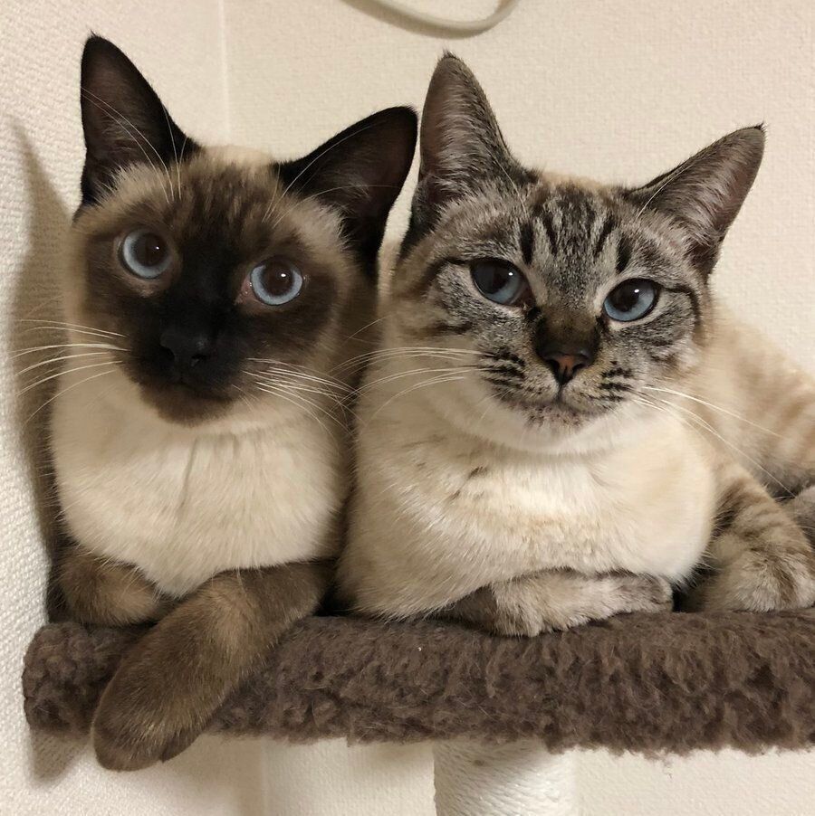 昔のプリュイくんとアンジュちゃん