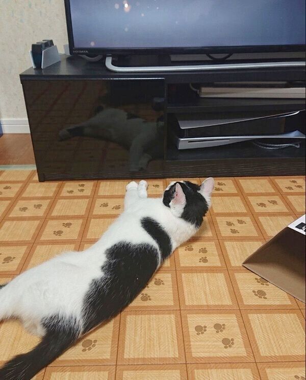 テレビの前でスタンバイするむすびくん