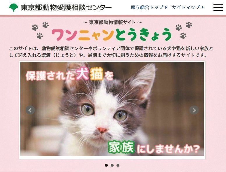 画像/ねこのきもち2019年11月号『保護猫ストーリー』
