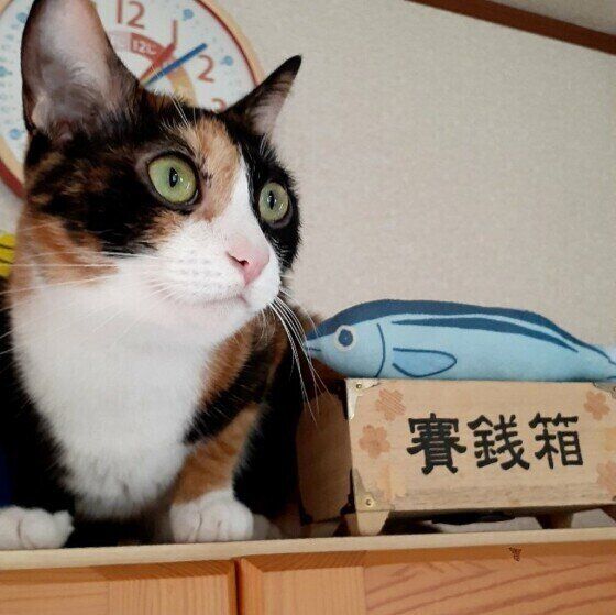 くつろぐ猫