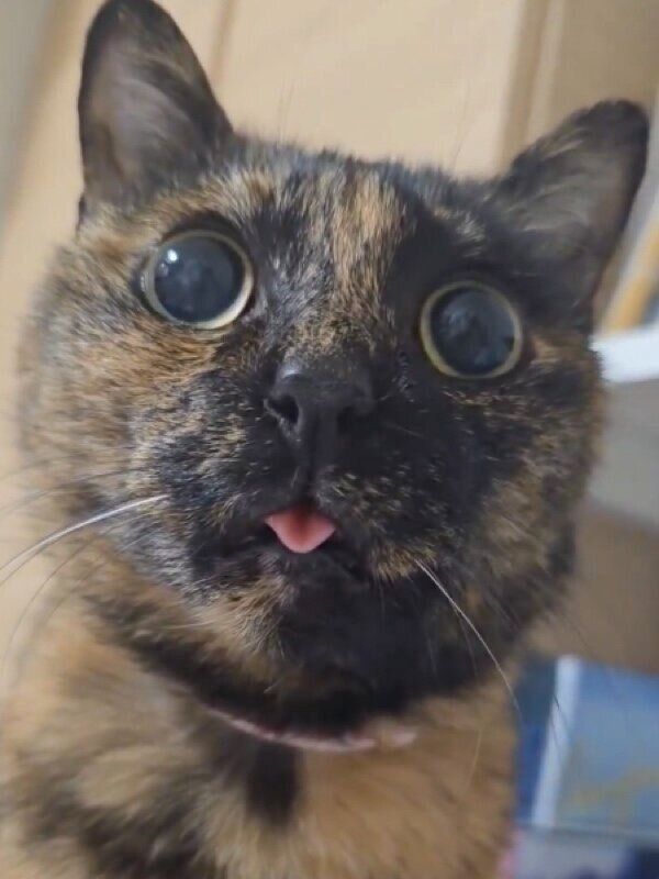 舌がちょろっと出るしゃけちゃん