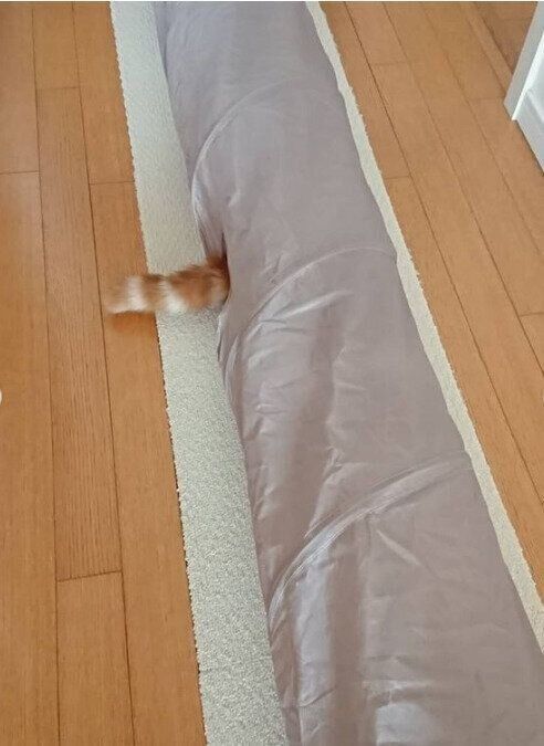 キャットトンネルからしっぽを出すミリちゃん