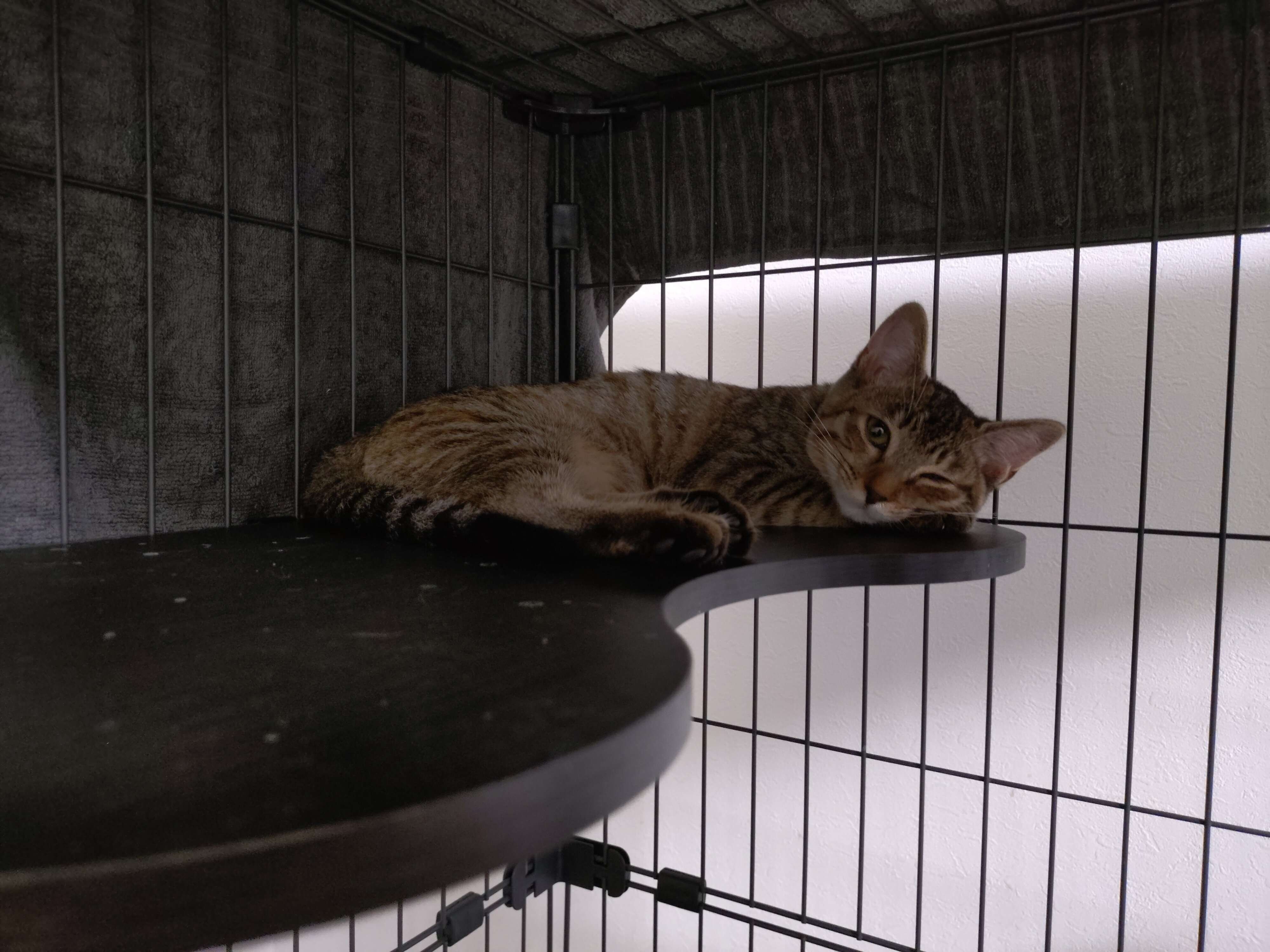 くつろいでいる生後3カ月の猫