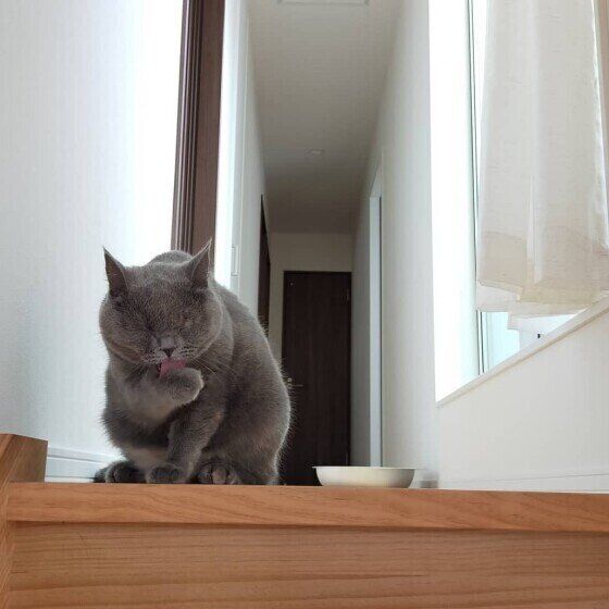 ブリティッシュショートヘアのムーンちゃん