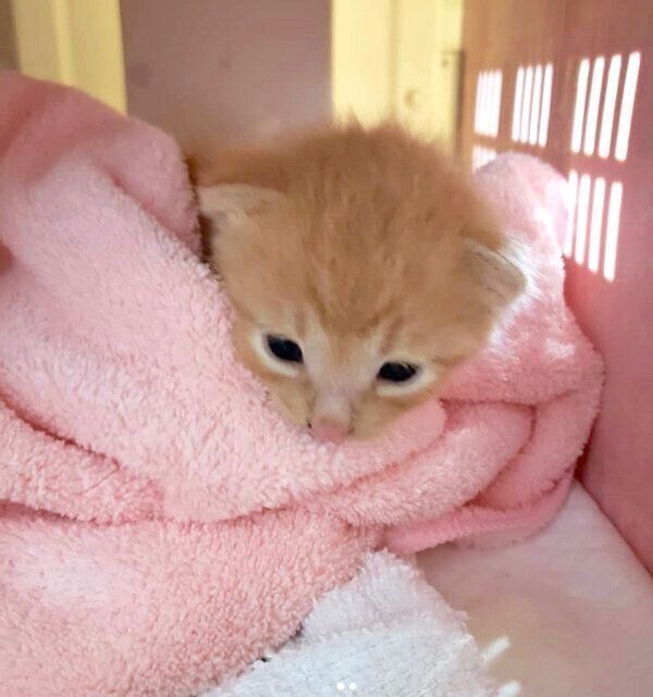 毛布に包まるトロくん