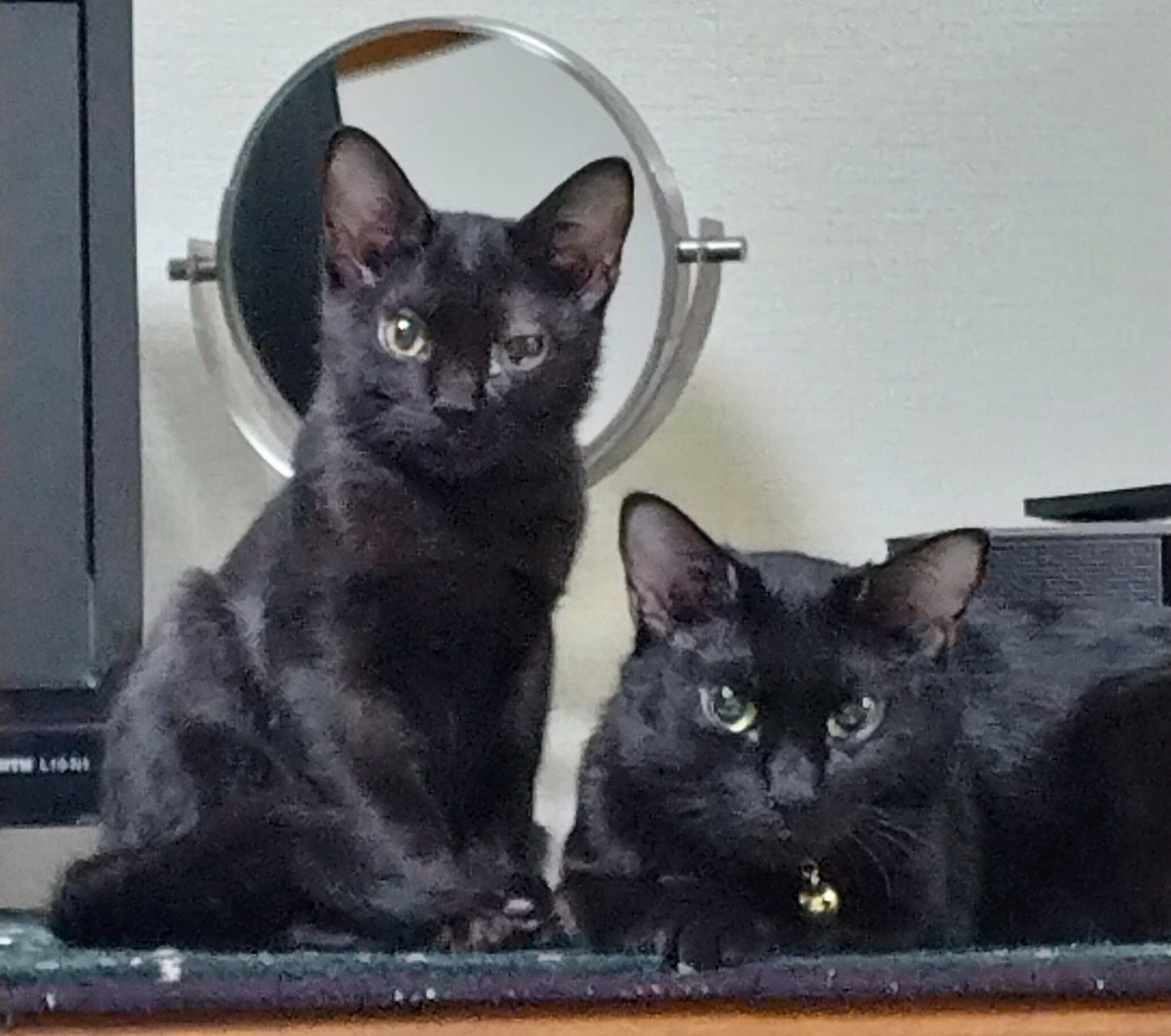 お迎えしたばかりのころのムサシくん、はるなちゃん。