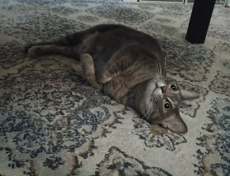 床の上に寝転がるベスカーくん