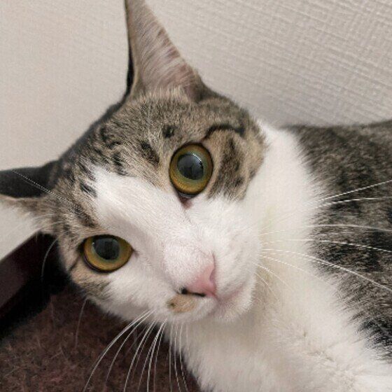 サバトラのきなこちゃん