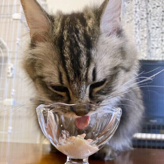 ラガマフィンのじゅろくん