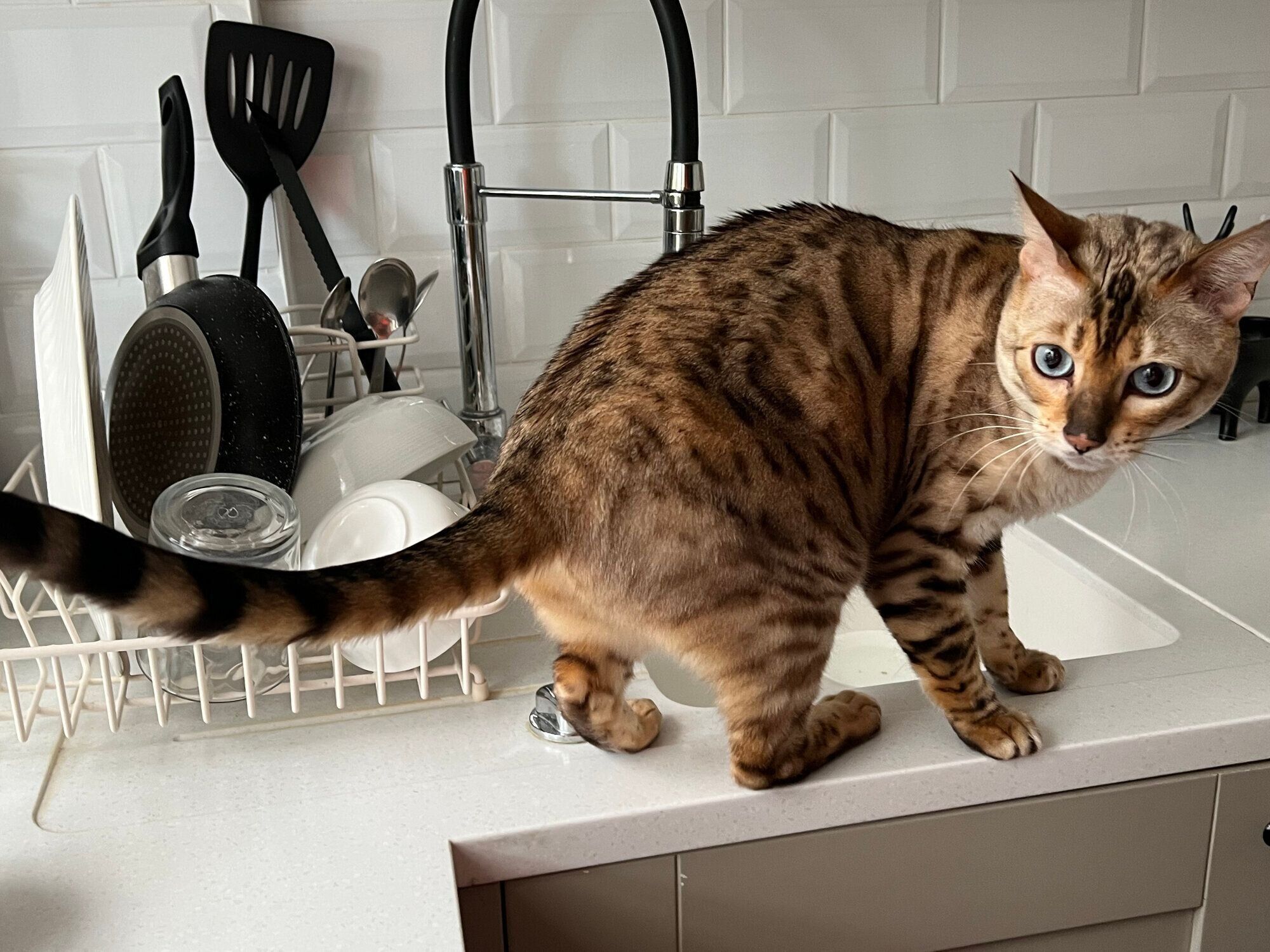 キッチンにいる猫