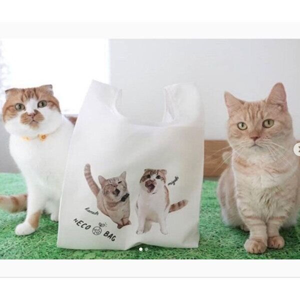 愛猫の写真がオリジナルグッズに かわいさも実用性も兼ね備えたエコバッグに注目 ねこのきもちweb Magazine 愛猫の写真がオリジナルグッズに かわいさも実用性も兼ね備えたエコバッグに注目 ねこのきもちweb Magazine