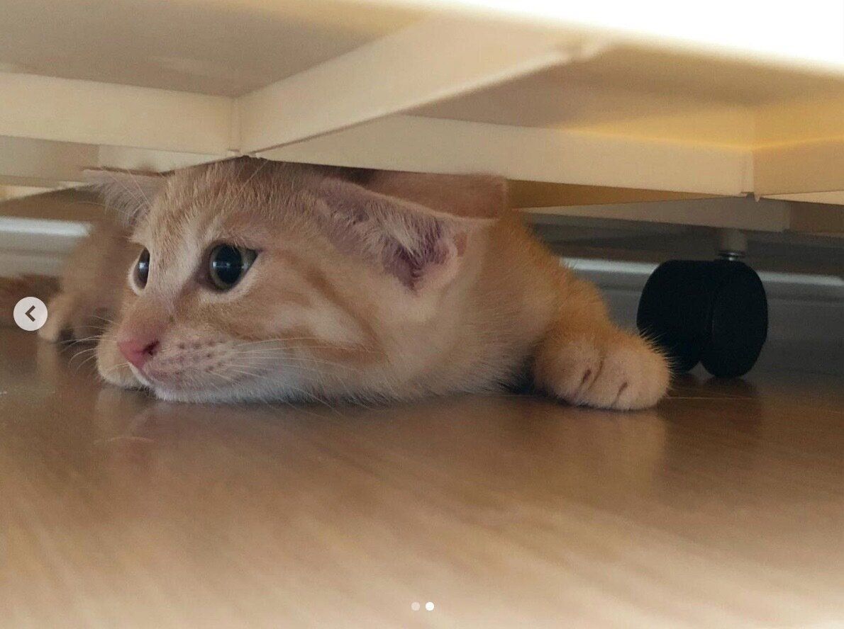 狭い隙間に入るぽっけくん