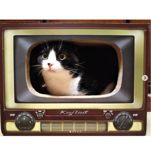 「KeyTail（キーテイル）の爪とぎ」