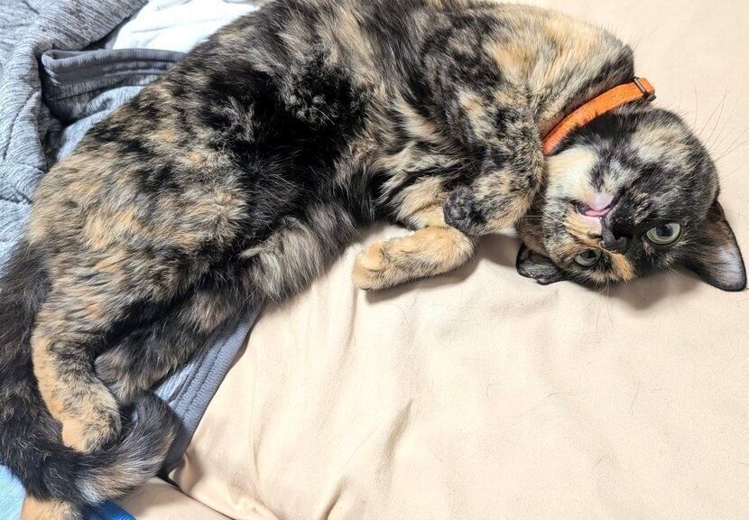 飼い主さんの寝る前の習慣である目薬をさすところを見るなり、布団に先回りするようになっためいめいちゃん。「なんて賢いんだ……と本当に驚いた」と飼い主さん。