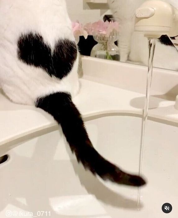 しっぽを振るいくらちゃん