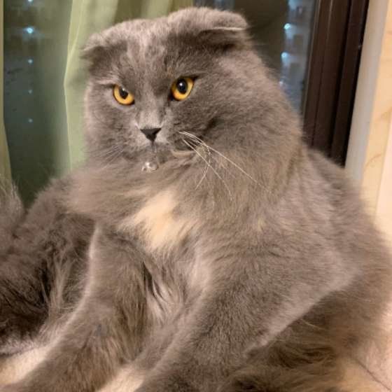 止めてと怒る猫（スコティッシュフォールド、メス）