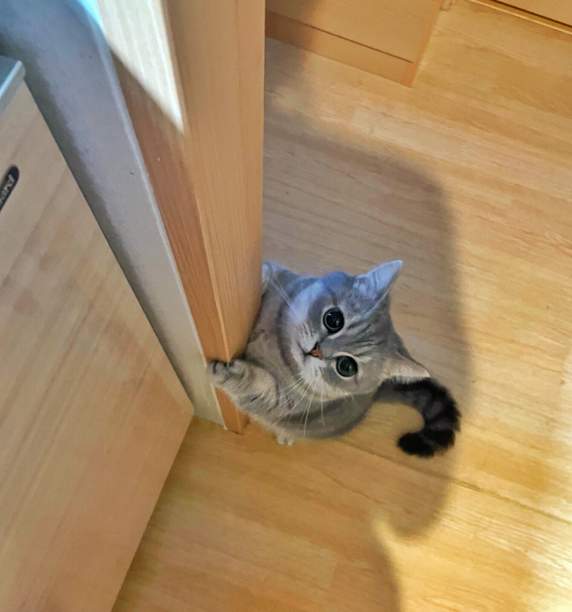 甘えん坊なたーちゃんは、飼い主さんが料理をしているときも、近くで見守ってくれるのだとか