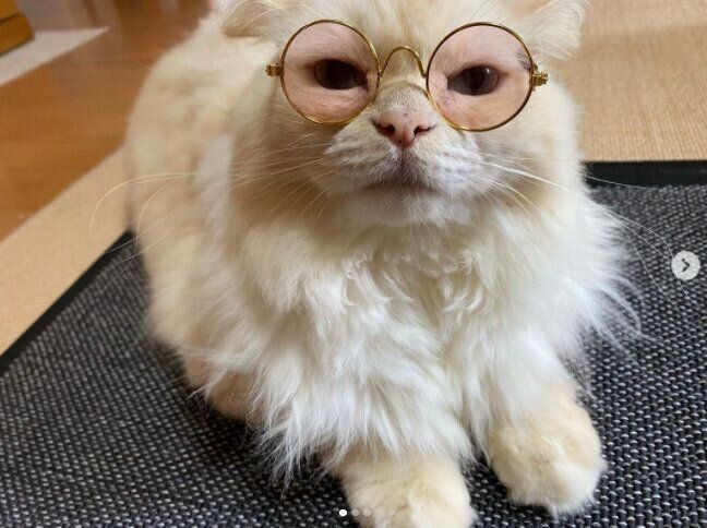 ダイソーのペット用メガネをかけたまろんくん
