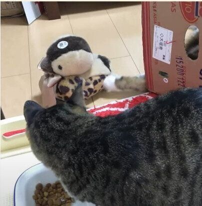 猫とぬいぐるみ