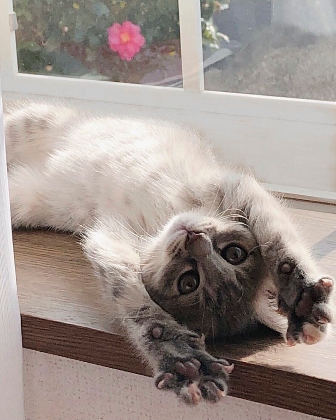 リラックスしている？　ヘソ天するNIAちゃん