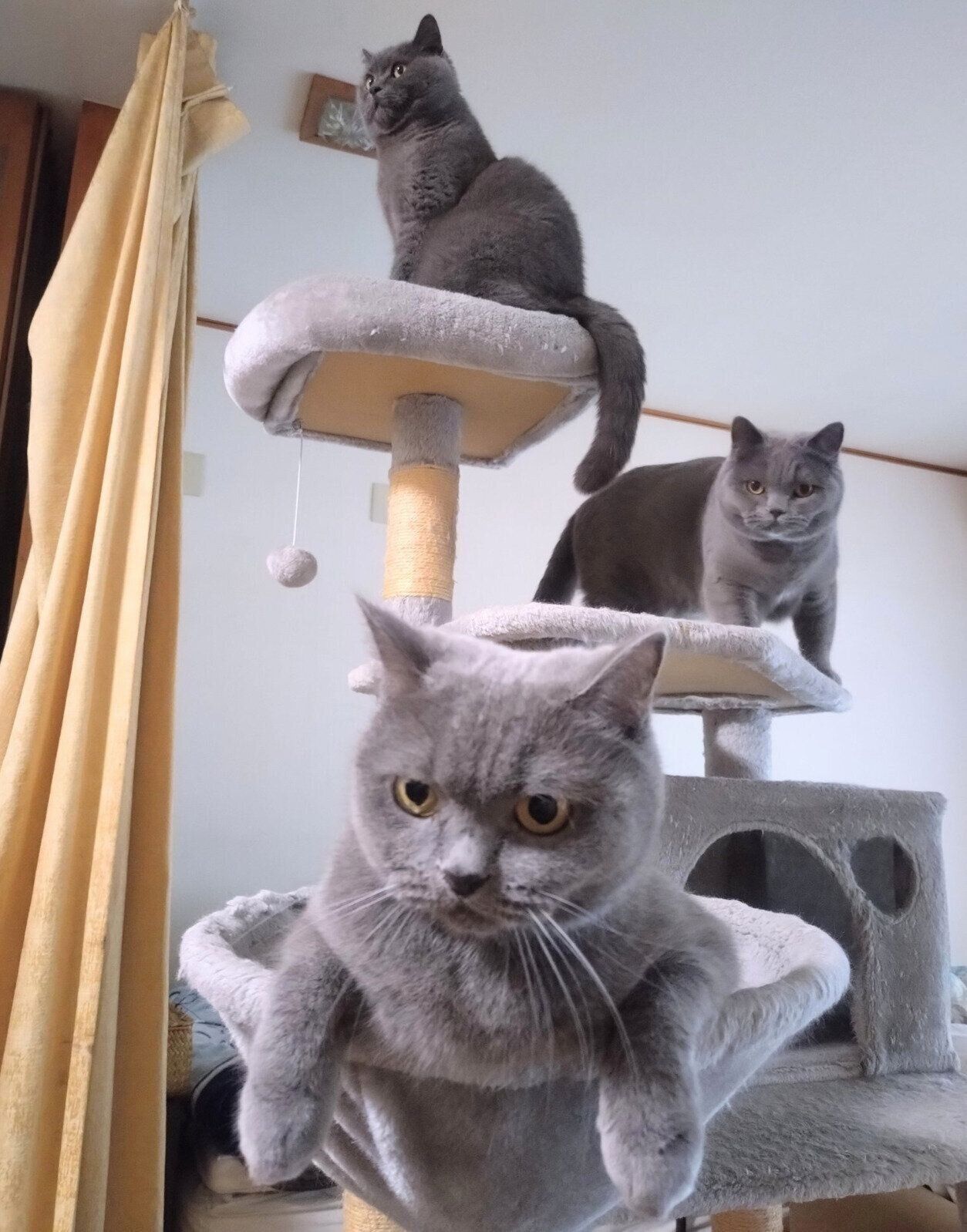キャットタワーに集まる3匹