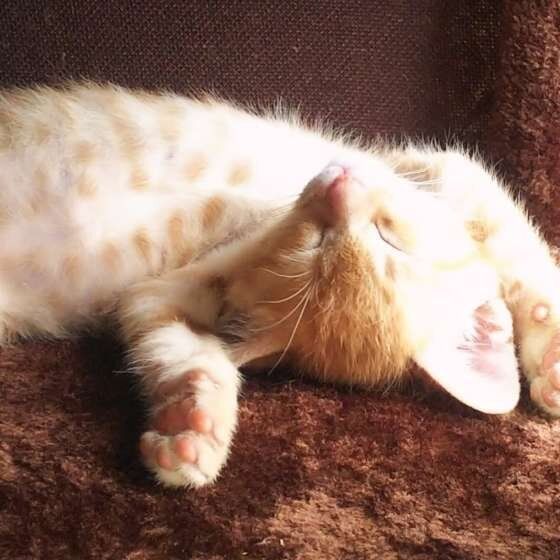 MIX　茶トラ　にゃん太くん