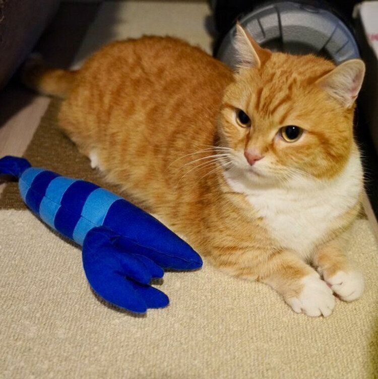 横たわるにゃんたくん