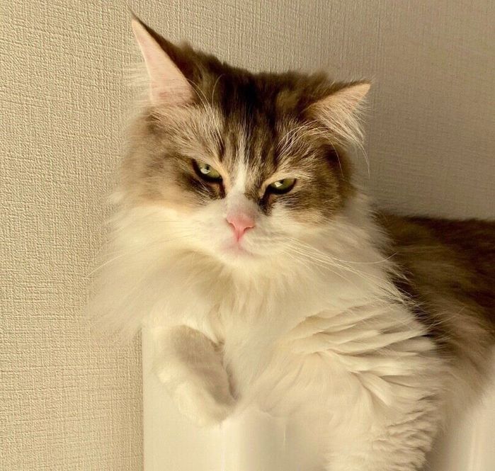 ごはんの催促をするみぬ太郎くん