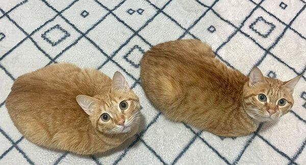 同じようなポーズをするツムくん、サムくん