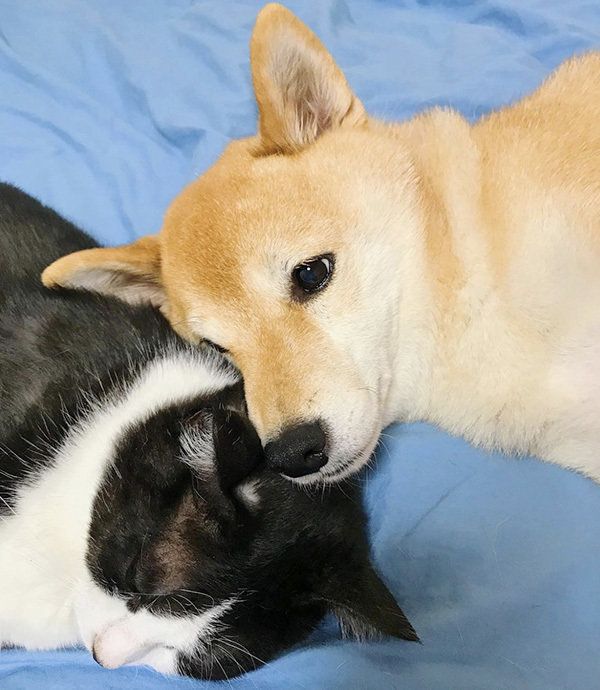 はちわれ猫のからしちゃんと柴犬のうららちゃん