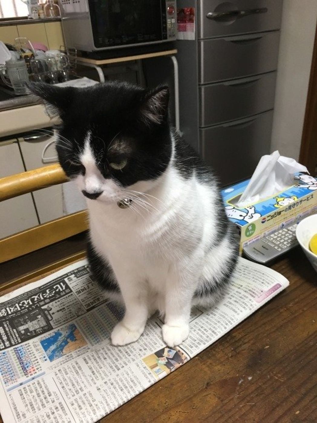 猫よ なぜそこに 猫が意外なところに 乗る 理由 ねこのきもちweb Magazine 猫よ なぜそこに 猫が意外なところに 乗る 理由 ねこのきもちweb Magazine