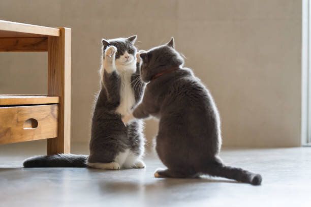 再生 2 つのイギリスの短毛猫