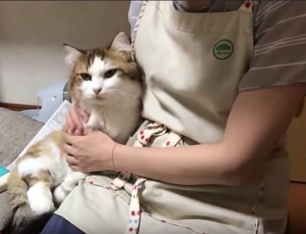 甘えるニャンコ