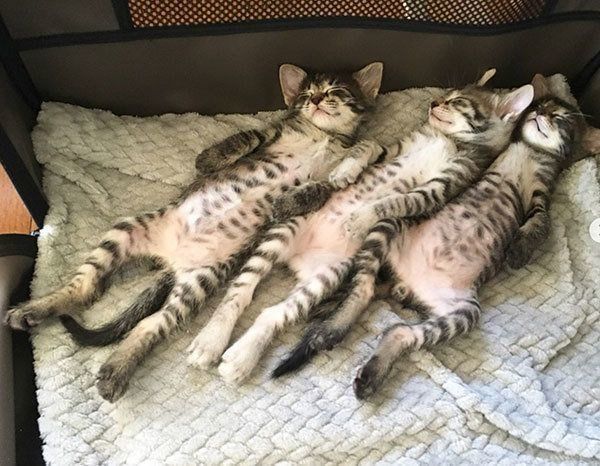 ヘソ天で眠る子猫