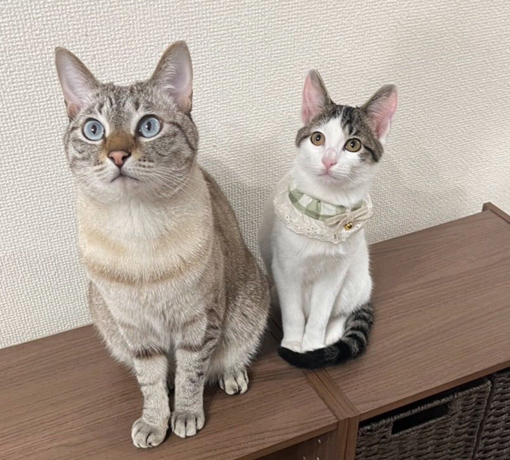 ベンツちゃんと先住猫・ふくるくん