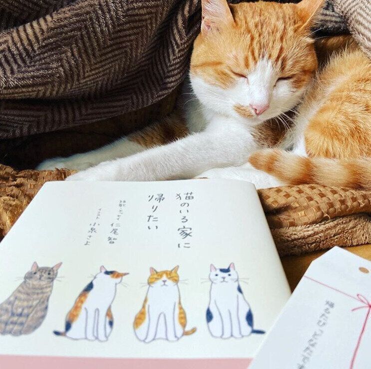 本と猫