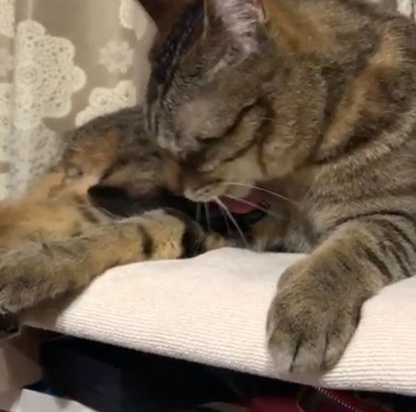 毛づくろいする猫