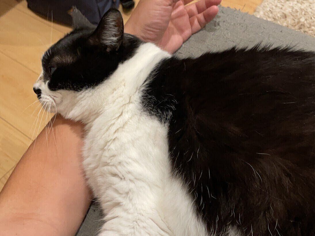 腕枕が好きなちくわちゃん