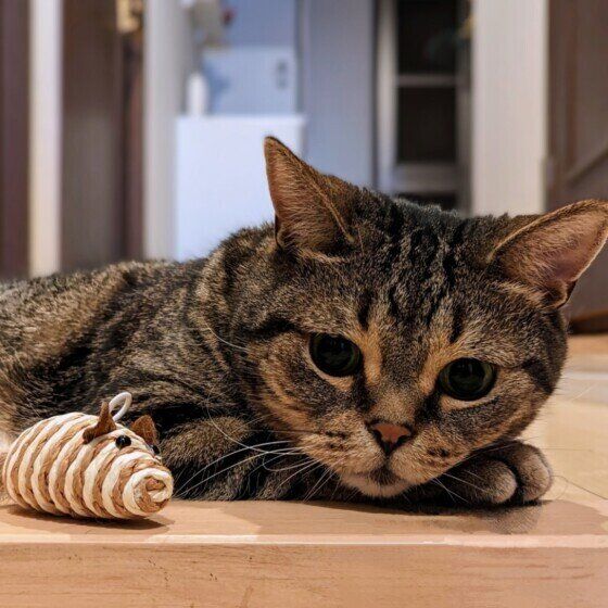 マンチカンの杜阿くんとお気に入りのおもちゃ