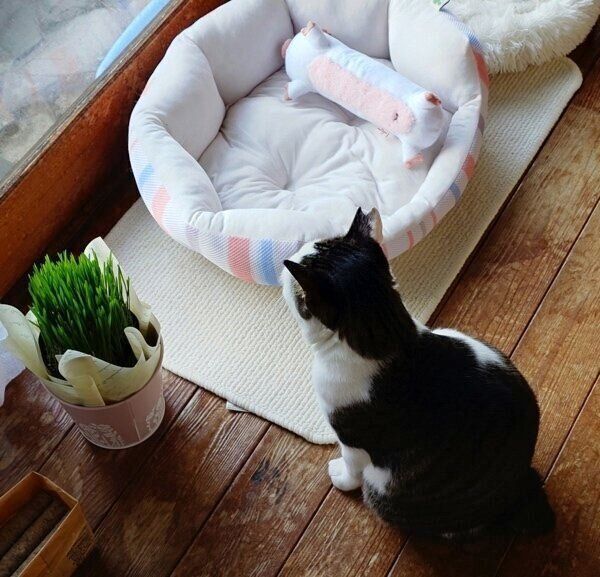 鳥が来るのを待つのりまきくん
