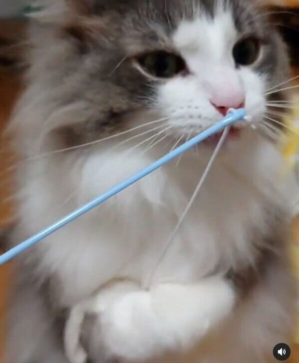おきあがりこぼし で遊ぶはずが 予想外の方向で楽しんでしまう猫 笑 ねこのきもちweb Magazine