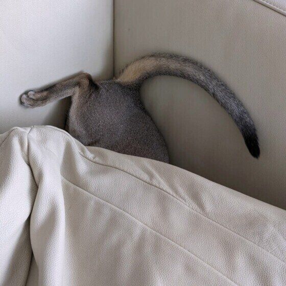 シンガプーラのまめ太郎くん