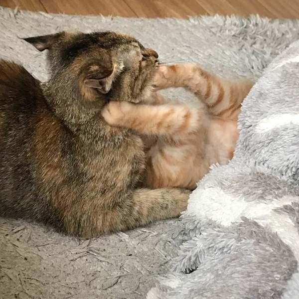 猫キック おもちゃ けりけりじゃれクッション キックまくら トリ お気に入りの けりけりじゃれクッション