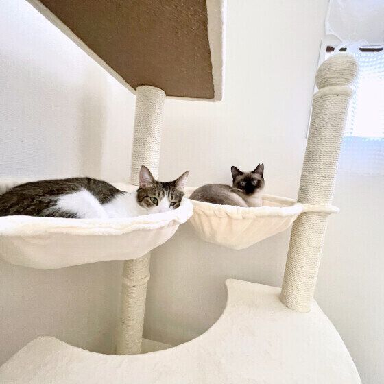 キャットタワーにのぼる五郎くんたち