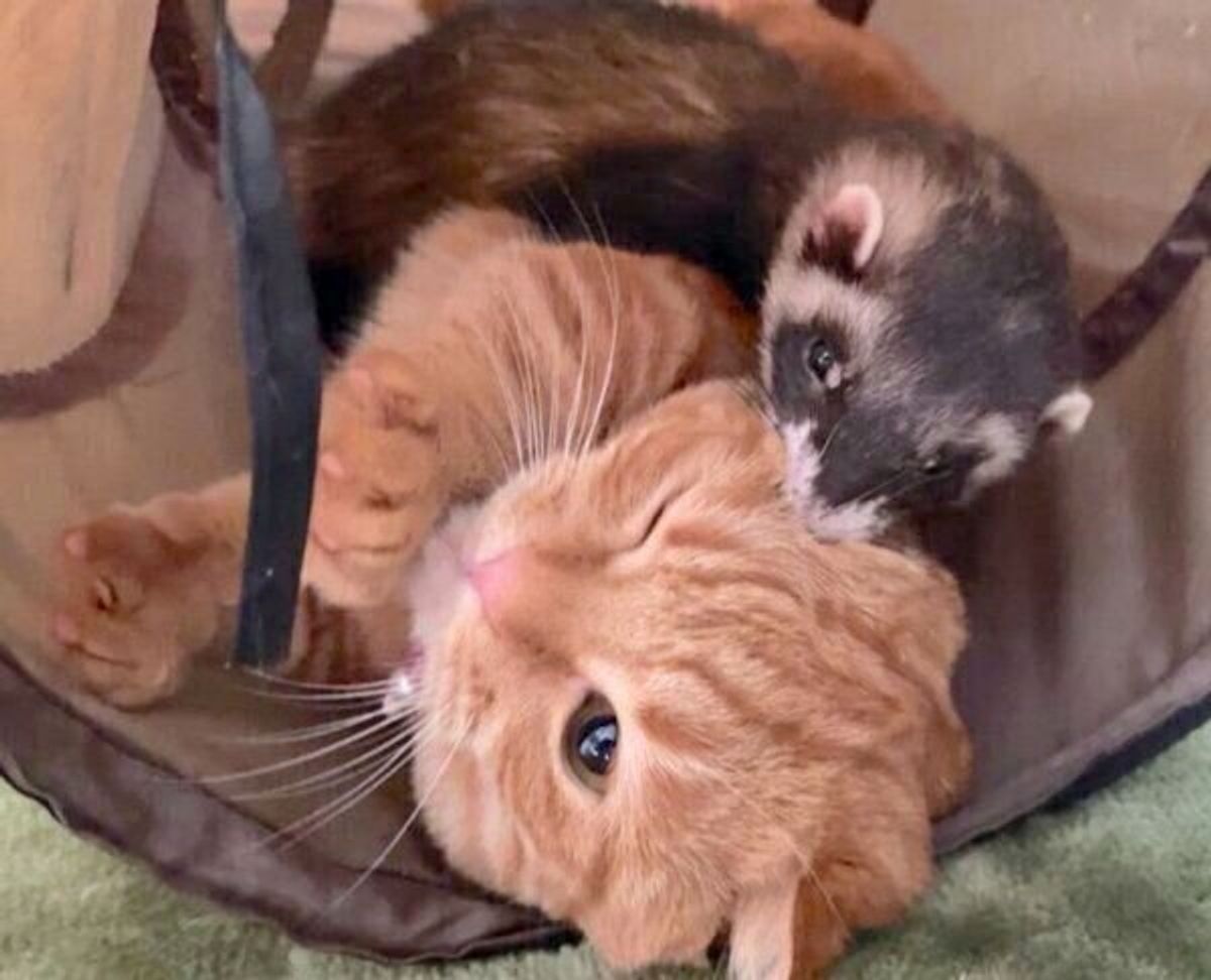 猫は猫以外の動物ともマイペースに付き合える 仲良し光景 に癒される ねこのきもちweb Magazine 猫は猫以外の動物ともマイペースに付き合える 仲良し光景 に癒される ねこのきもちweb Magazine