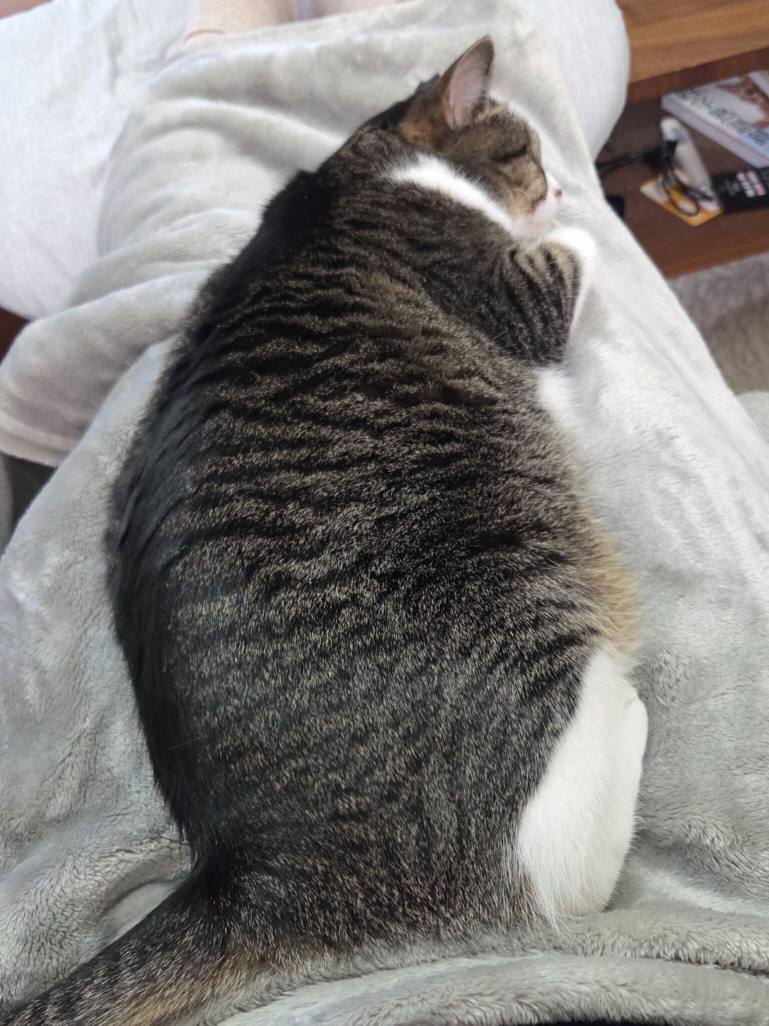 膝の上でゆったりリラックスモード